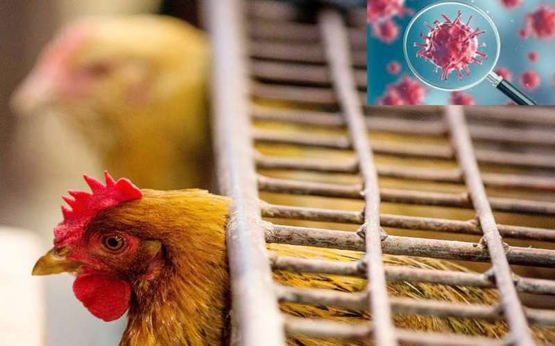 i2i News TrivandrumBusiness,corona,chickensale,i2inews