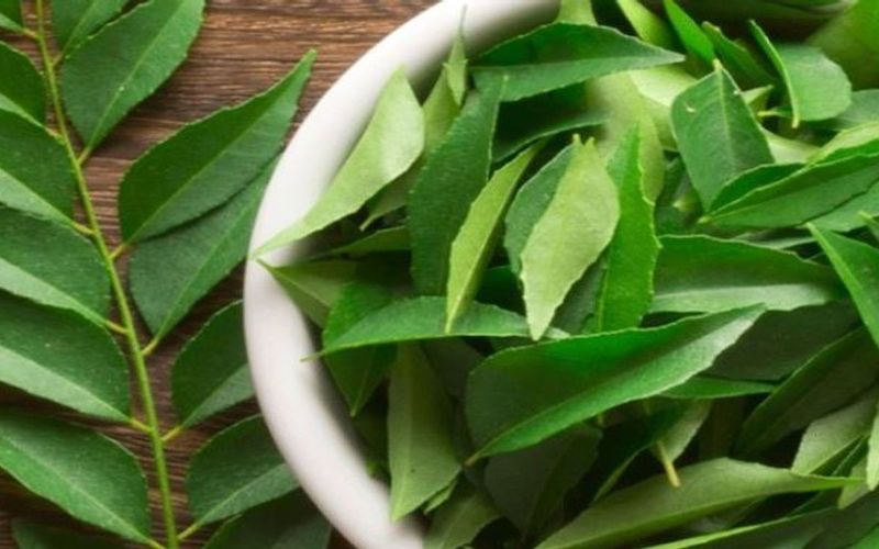 i2i News Trivandrum, curry leaves, foodnfit, i2inews 