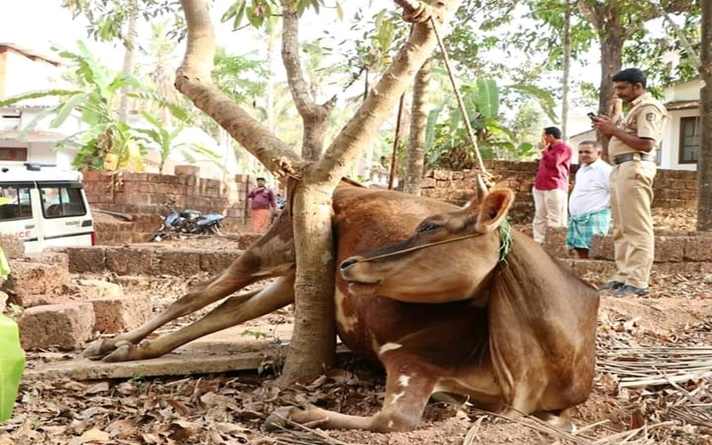i2i News Trivandrum,fir,cow death,murder,sexually abuse,i2inews