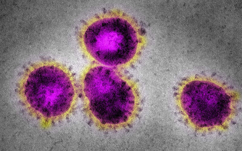 corona virus