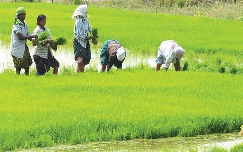 farmers