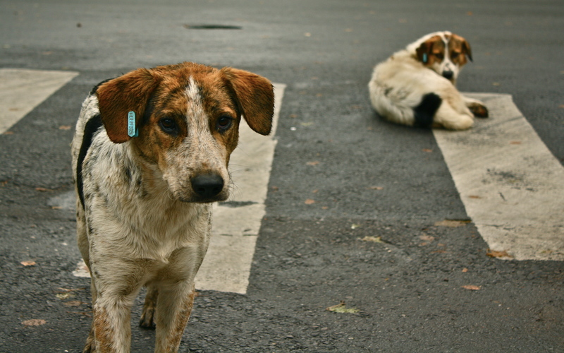 dogs